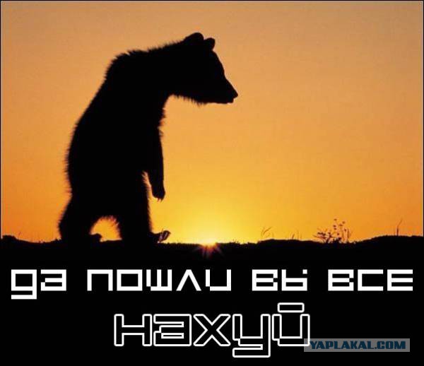 Медведи почти на все случаи жизни