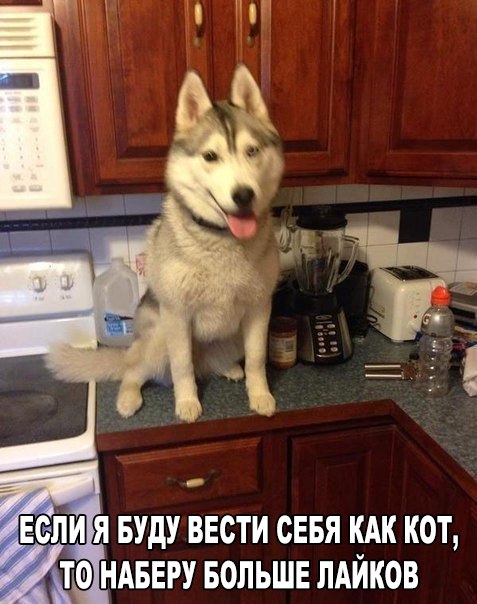 Смешные картинки из всея интернета