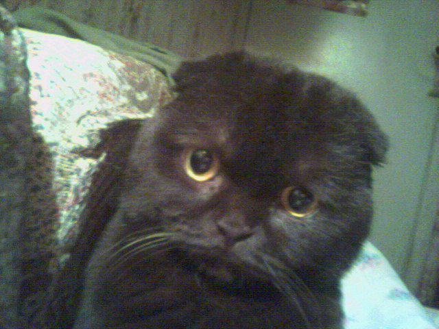 Котенок по имени Мя.
