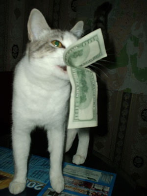 Коты, кошки, котята