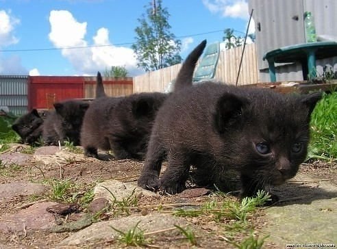 Просто картинки