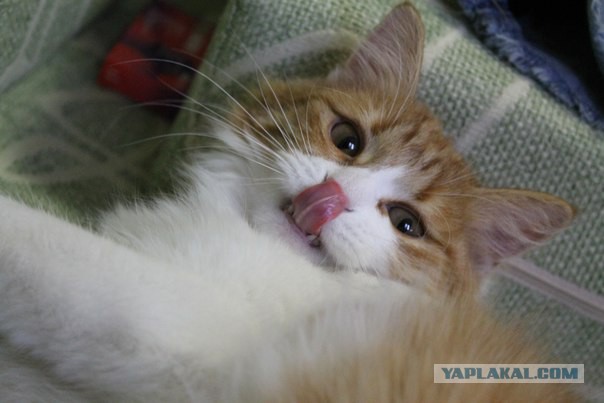 Котовторник  01.03.2016