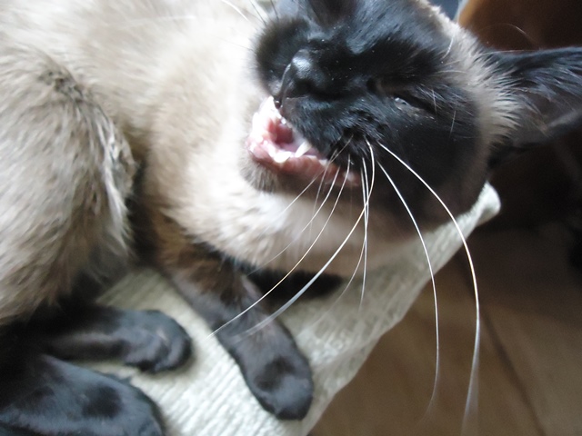 Мой кот, мои правила!