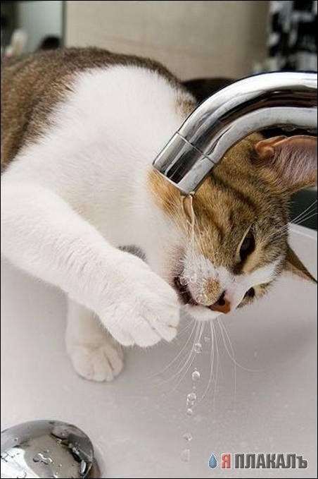 Коты, кошки, котята