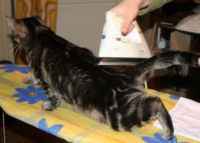 Коты, кошки, котята