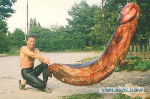 Животный секс