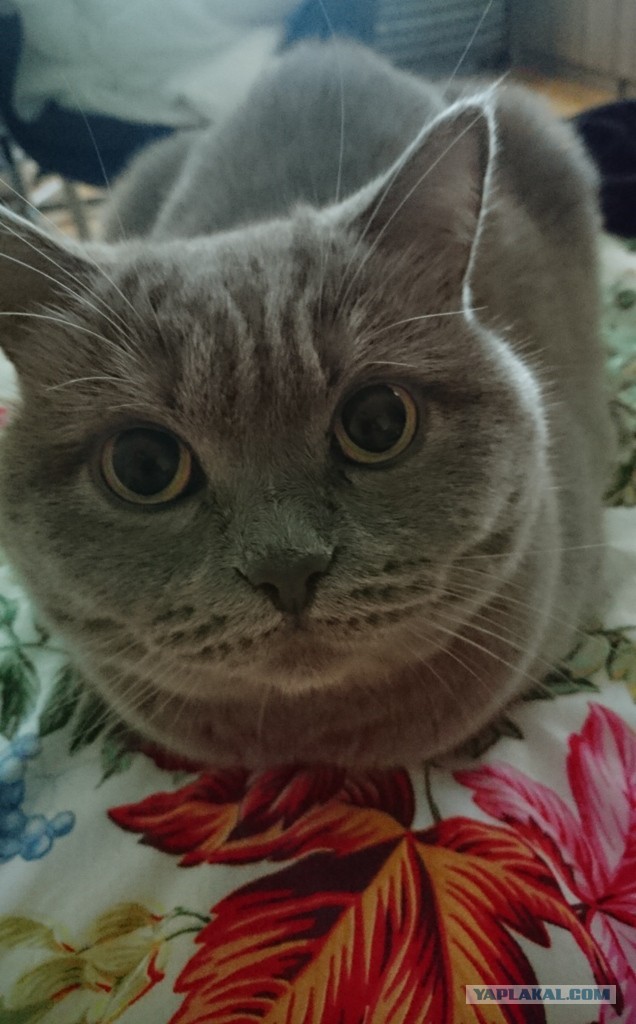 Котовторник 08.11.2016
