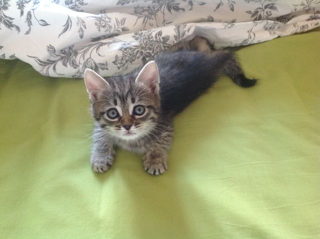 Коты из сети