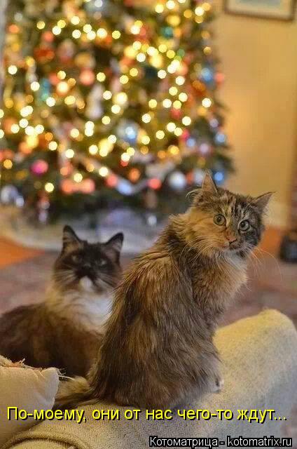 Миссия выполнена! Коты и елки!