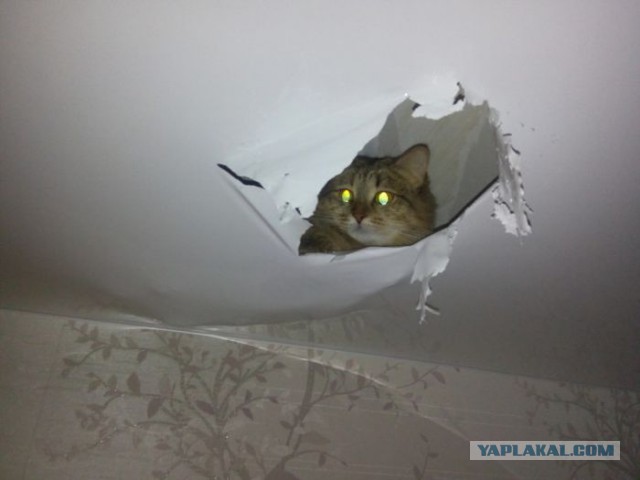 20 мест, в которых не должно было быть кота, но вот он