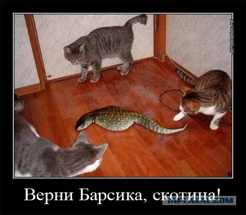 Фото висящего вниз головой питона с опоссумом в зубах шокировало туристов