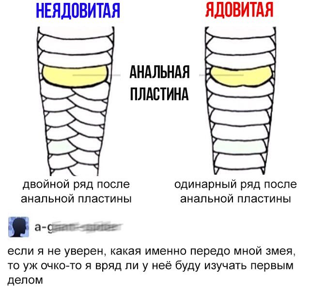 Как различать ядовитых и неядовитых змей