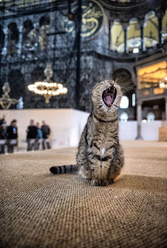 Коты и Кошки
