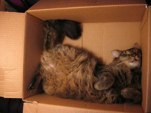 Коты и Кошки