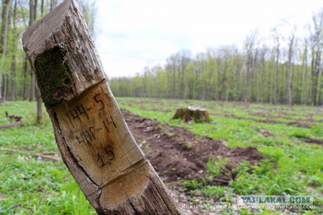 Как вырубают Корочанский лес в Белгородской области