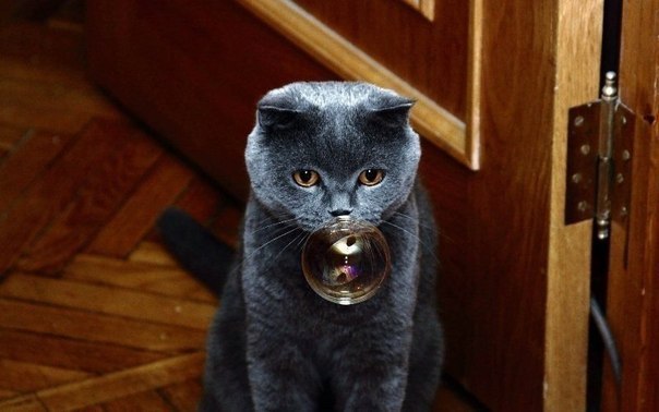 Коты и Кошки