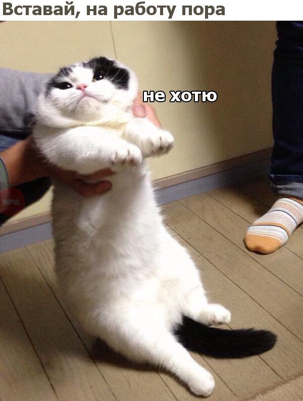 Коты и Кошки