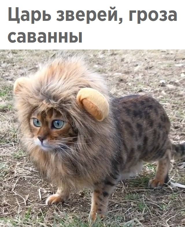 Подборка настоящих котов