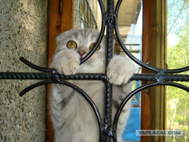 Котовторник на ЯПлакалъ (15.07.2008)