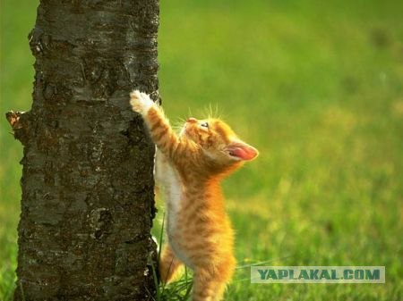 Даёшь Котовторник на ЯПе! (29.07.08)