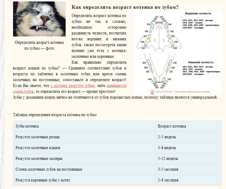 Зубы у кошки фото схема по возрасту Челюсть кошки строение, болезни, сколько зубов; зубной камень нужно ли чисти