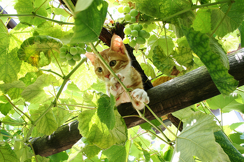 Котовторник на 22 июня