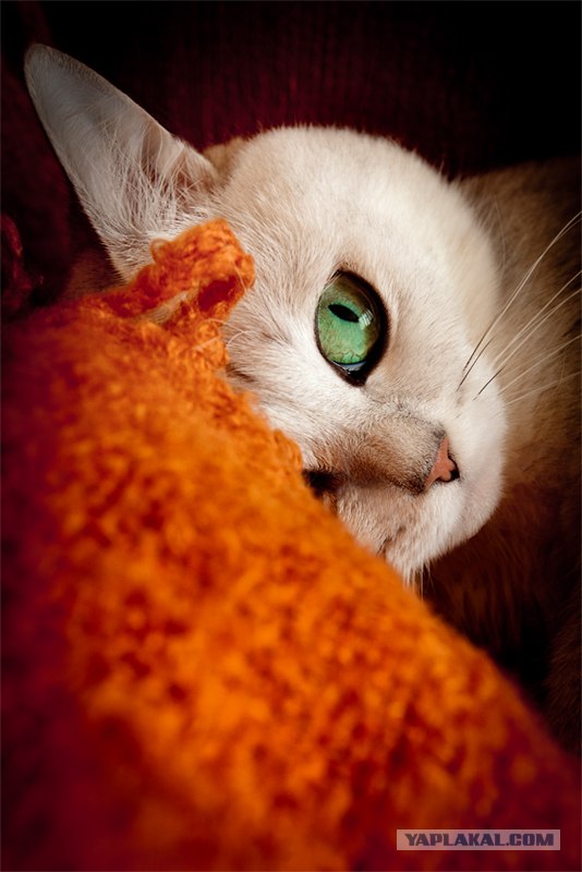 It's Catursday Fever! (Котовторник)