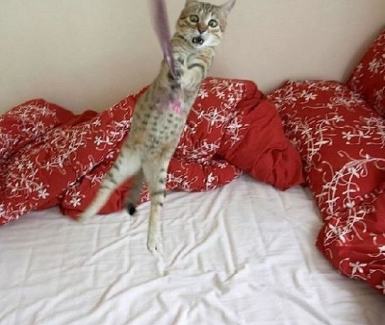 Котовторник! 11.10.11