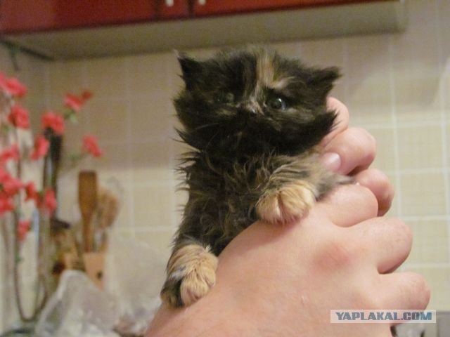 Котовторник (начало в супермаркете!)