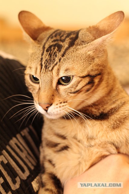 Котовторник (07.02.2012)