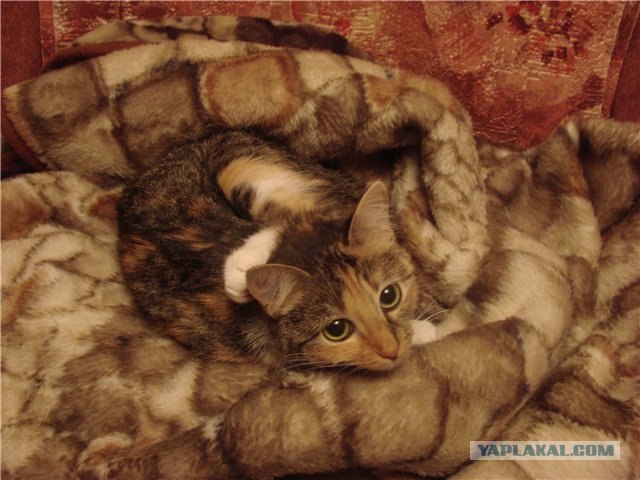 Котовторник 20.03.2012