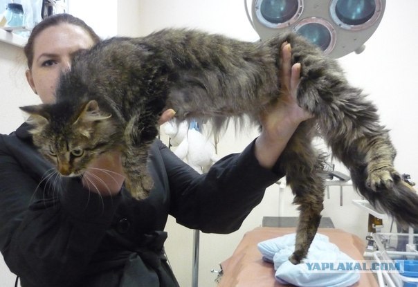 Котовторник 29.05.2012