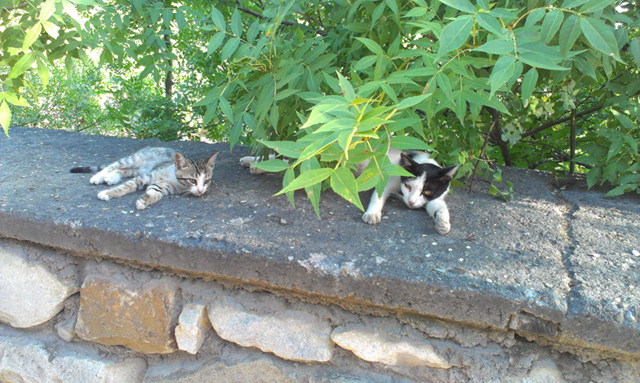 Котовторник 31.07.2012 г.