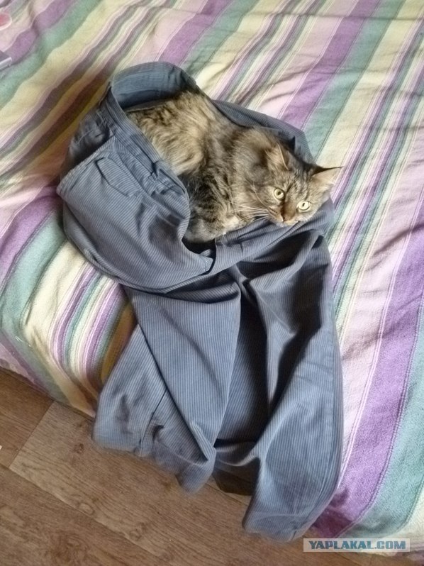 Котовторник  14.08.2012.