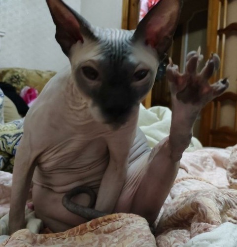 Виды "Хоба"
