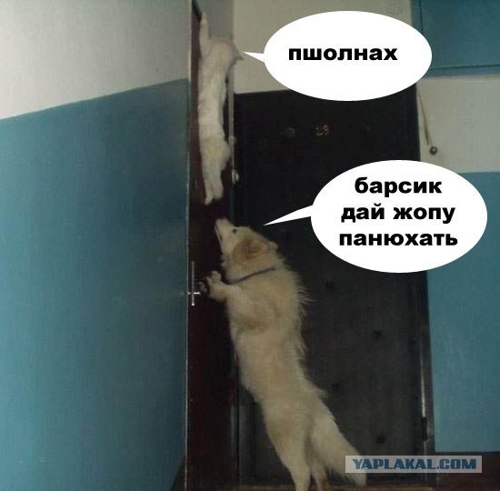 Фотожаба: Загнал сволочь!