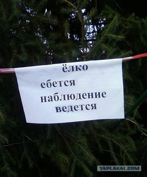 ёлки идем резать?