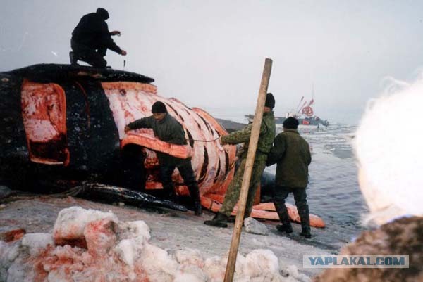 На Камчатке на берег выбросило 19-ти метрового кита