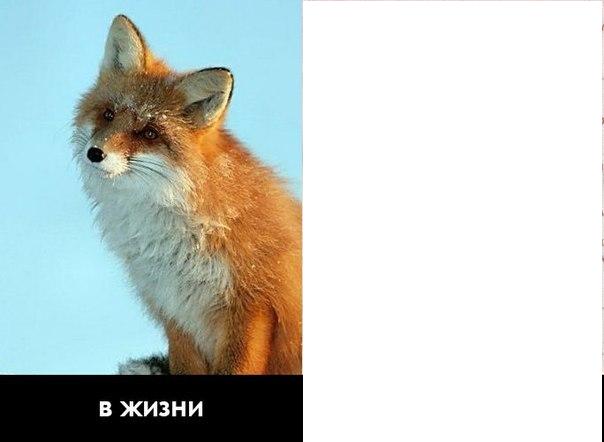 Таксидермия + наркомания