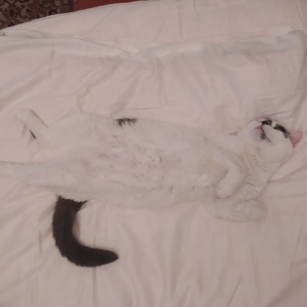 Даешь котовторник!