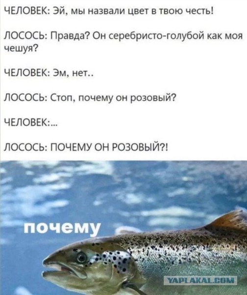 Продай москвич, чмо