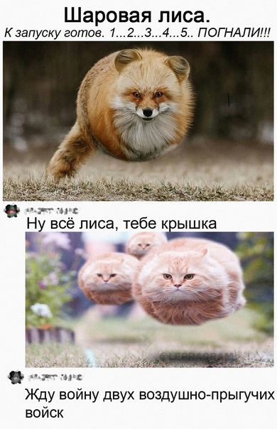 Весёлый полтишок 10.01