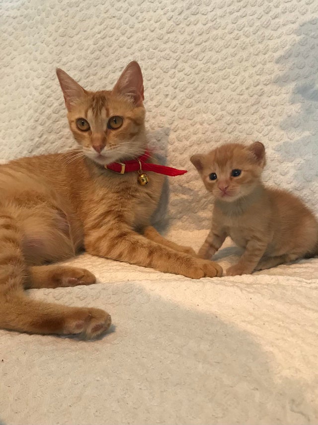 Котовторниковское