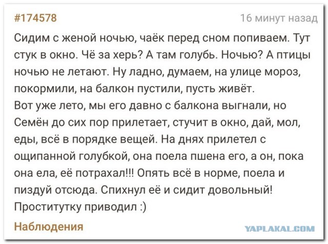 Кочет отдыхает