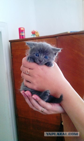 Котовторник 21.05.2013