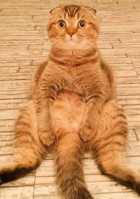 Котовторник 05/11/2024