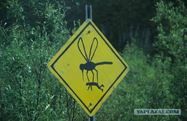 Комариный геноцид