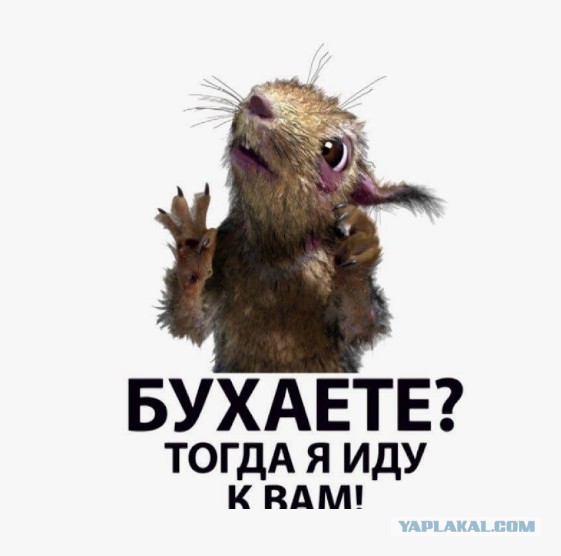 Субботняя белочка