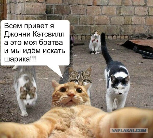 Находчивый и храбрый парень