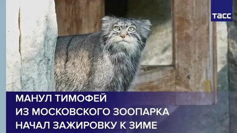 Важнейшие экономические новости: Манул Тимофей из Московского зоопарка проснулся в 2026 году